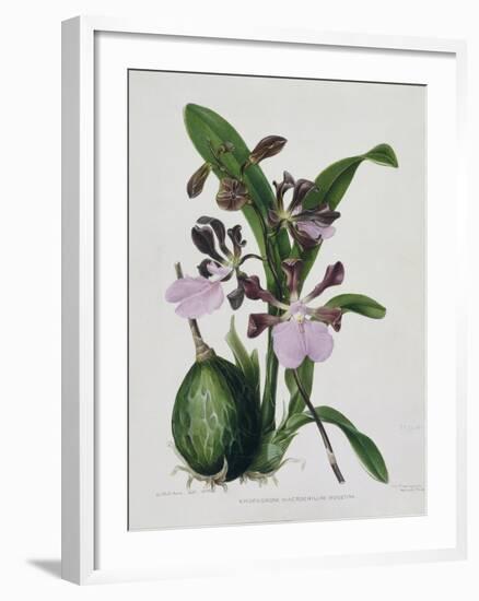 Orchid-Samuel Holden-Framed Giclee Print