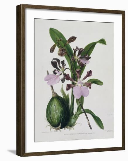 Orchid-Samuel Holden-Framed Giclee Print