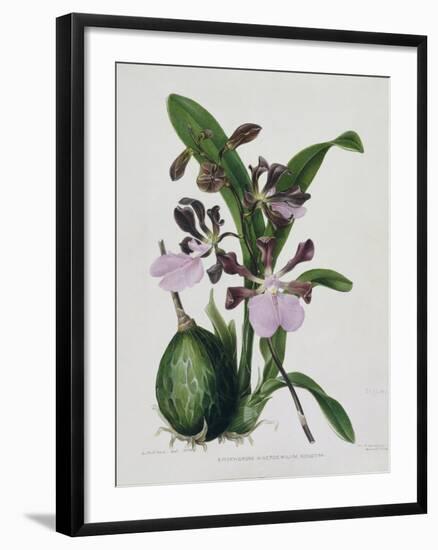 Orchid-Samuel Holden-Framed Giclee Print