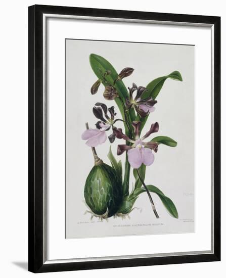 Orchid-Samuel Holden-Framed Giclee Print