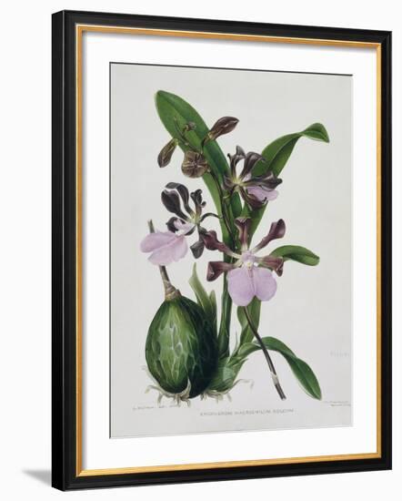 Orchid-Samuel Holden-Framed Giclee Print