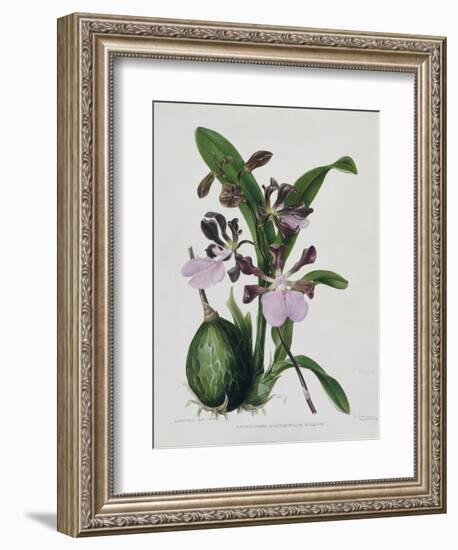 Orchid-Samuel Holden-Framed Giclee Print