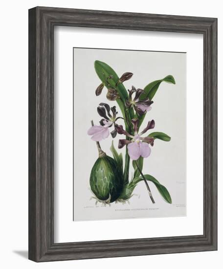 Orchid-Samuel Holden-Framed Giclee Print