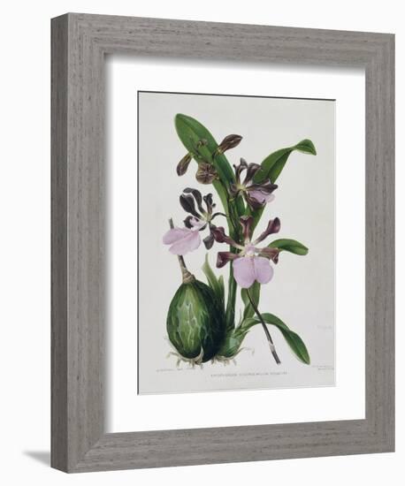 Orchid-Samuel Holden-Framed Giclee Print