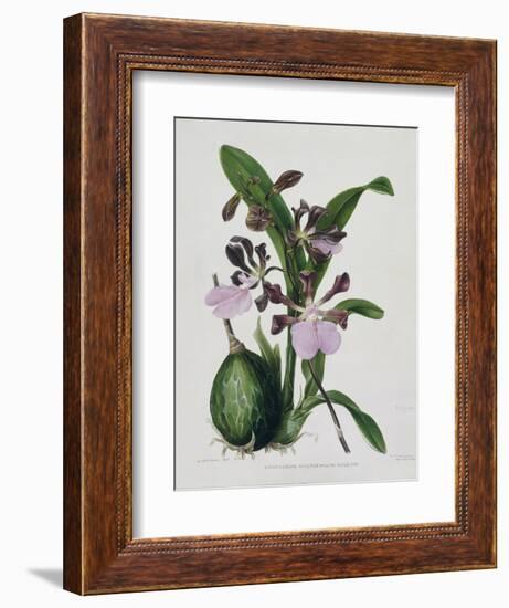 Orchid-Samuel Holden-Framed Giclee Print