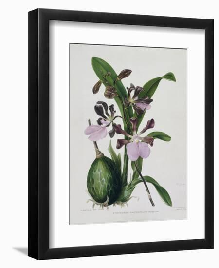 Orchid-Samuel Holden-Framed Giclee Print