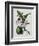 Orchid-Samuel Holden-Framed Giclee Print