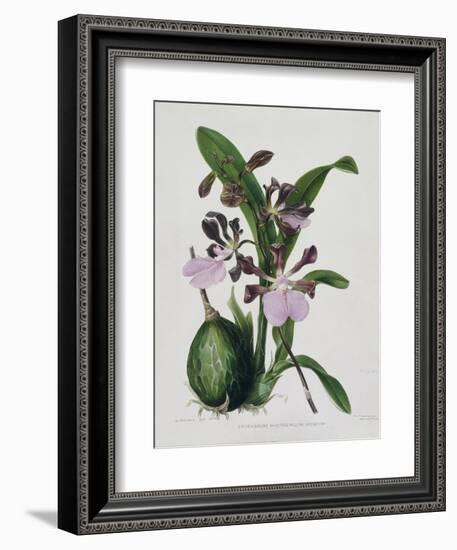 Orchid-Samuel Holden-Framed Giclee Print