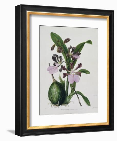 Orchid-Samuel Holden-Framed Giclee Print