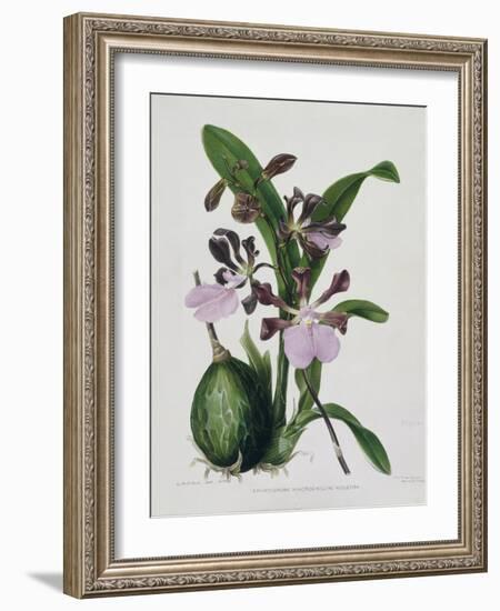 Orchid-Samuel Holden-Framed Giclee Print