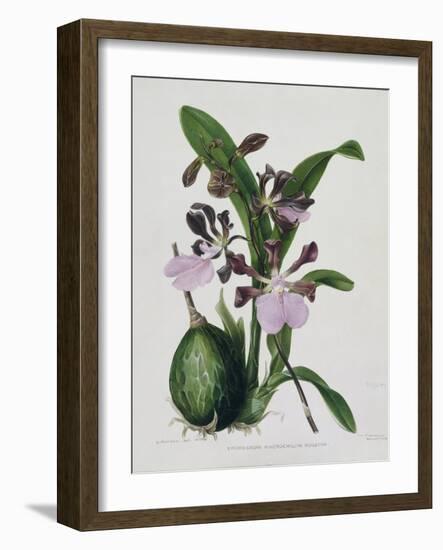 Orchid-Samuel Holden-Framed Giclee Print