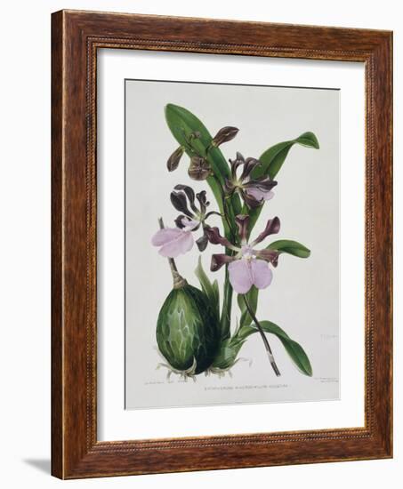 Orchid-Samuel Holden-Framed Giclee Print