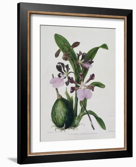 Orchid-Samuel Holden-Framed Giclee Print