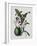 Orchid-Samuel Holden-Framed Giclee Print