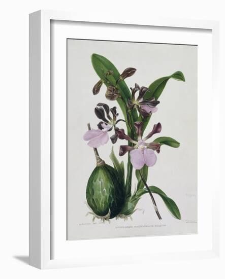 Orchid-Samuel Holden-Framed Giclee Print