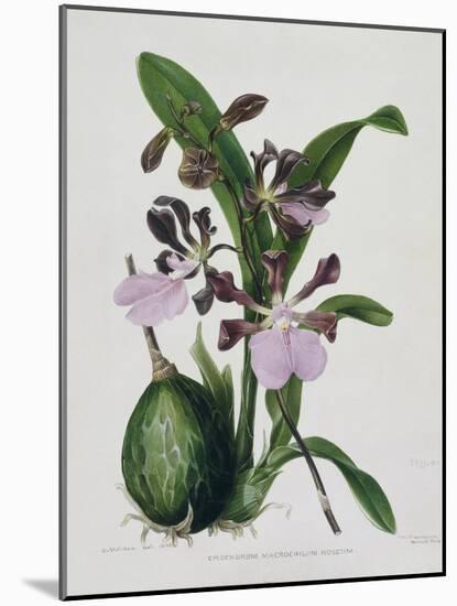 Orchid-Samuel Holden-Mounted Giclee Print