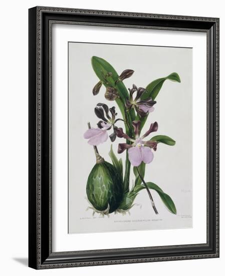 Orchid-Samuel Holden-Framed Giclee Print