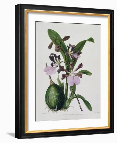 Orchid-Samuel Holden-Framed Giclee Print