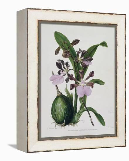 Orchid-Samuel Holden-Framed Premier Image Canvas