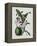 Orchid-Samuel Holden-Framed Premier Image Canvas