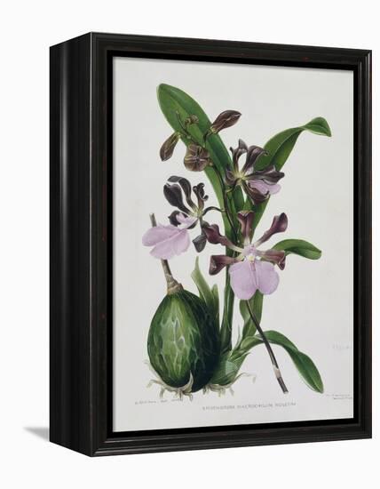 Orchid-Samuel Holden-Framed Premier Image Canvas