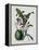 Orchid-Samuel Holden-Framed Premier Image Canvas