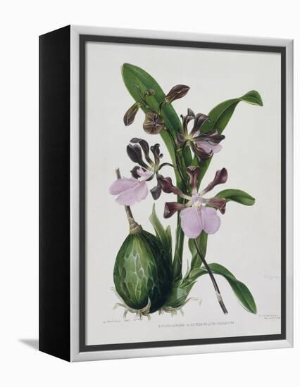 Orchid-Samuel Holden-Framed Premier Image Canvas