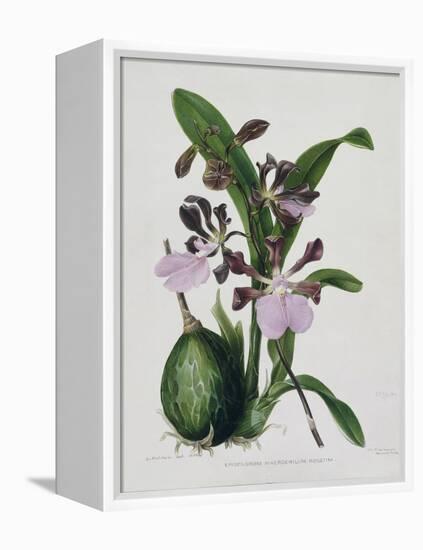 Orchid-Samuel Holden-Framed Premier Image Canvas