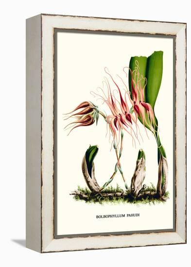 Orchid-Louis Van Houtte-Framed Stretched Canvas
