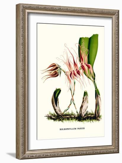 Orchid-Louis Van Houtte-Framed Art Print