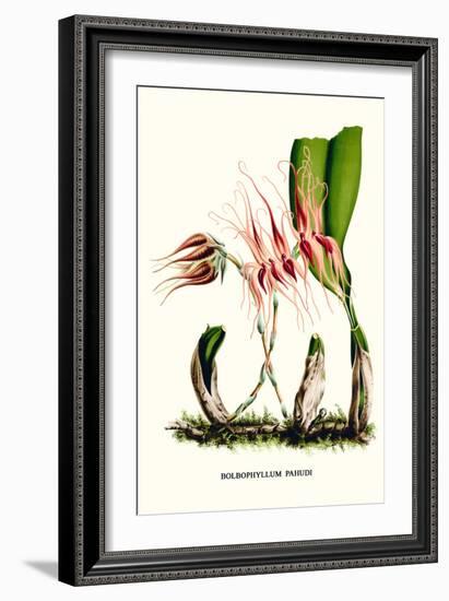 Orchid-Louis Van Houtte-Framed Art Print