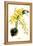 Orchid-Louis Van Houtte-Framed Stretched Canvas