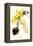 Orchid-Louis Van Houtte-Framed Stretched Canvas