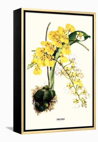 Orchid-Louis Van Houtte-Framed Stretched Canvas