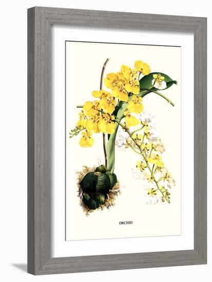 Orchid-Louis Van Houtte-Framed Art Print