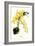 Orchid-Louis Van Houtte-Framed Premium Giclee Print