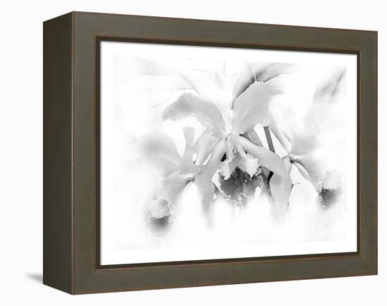 Orchid-Maria Trad-Framed Premier Image Canvas