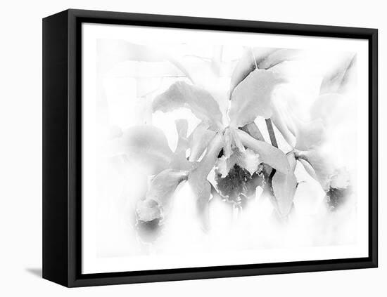 Orchid-Maria Trad-Framed Premier Image Canvas