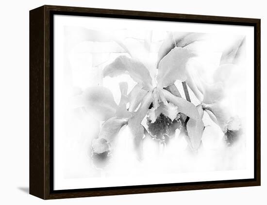 Orchid-Maria Trad-Framed Premier Image Canvas