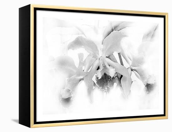 Orchid-Maria Trad-Framed Premier Image Canvas