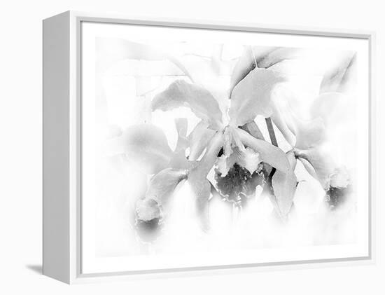 Orchid-Maria Trad-Framed Premier Image Canvas