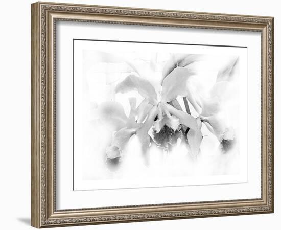 Orchid-Maria Trad-Framed Giclee Print