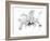 Orchid-Maria Trad-Framed Giclee Print