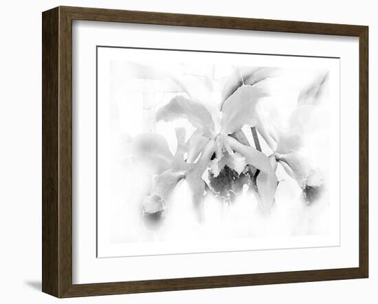 Orchid-Maria Trad-Framed Giclee Print