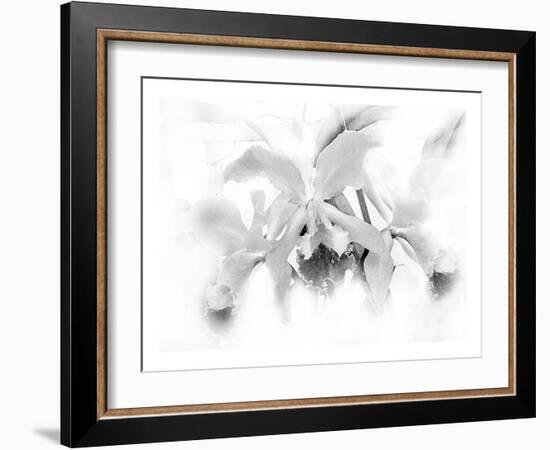 Orchid-Maria Trad-Framed Giclee Print