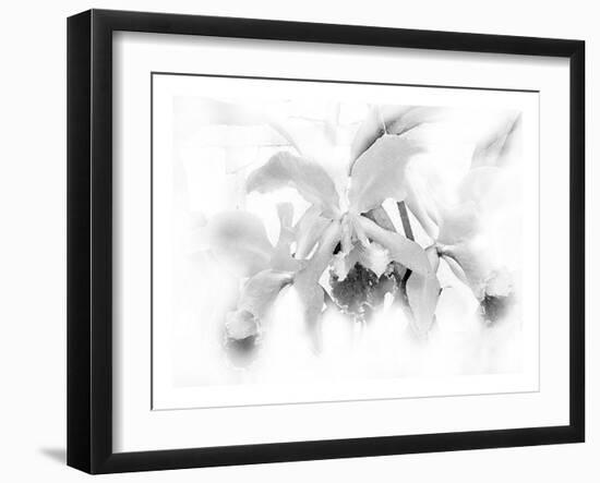 Orchid-Maria Trad-Framed Giclee Print