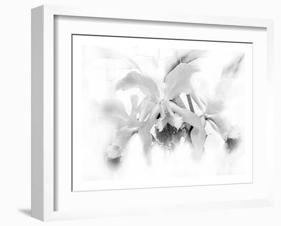 Orchid-Maria Trad-Framed Giclee Print