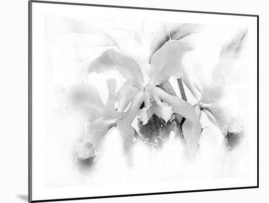 Orchid-Maria Trad-Mounted Giclee Print