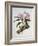 Orchidaceae : Cattleya Mossiae-Augusta Withers-Framed Giclee Print