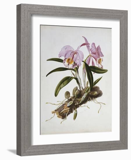 Orchidaceae : Cattleya Mossiae-Augusta Withers-Framed Giclee Print